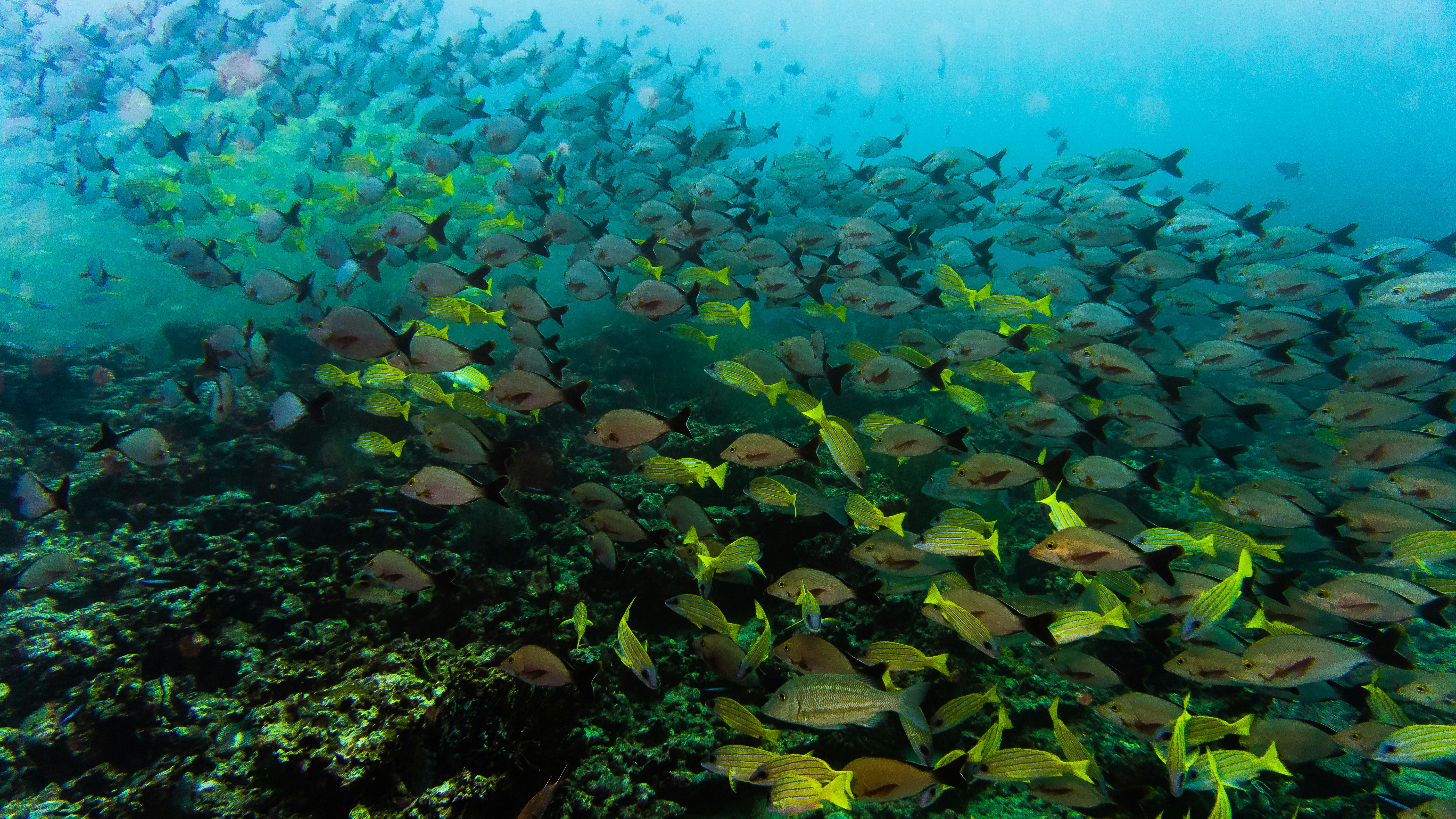 How Antidumping Became the Weapon of Choice in Trade Disputes