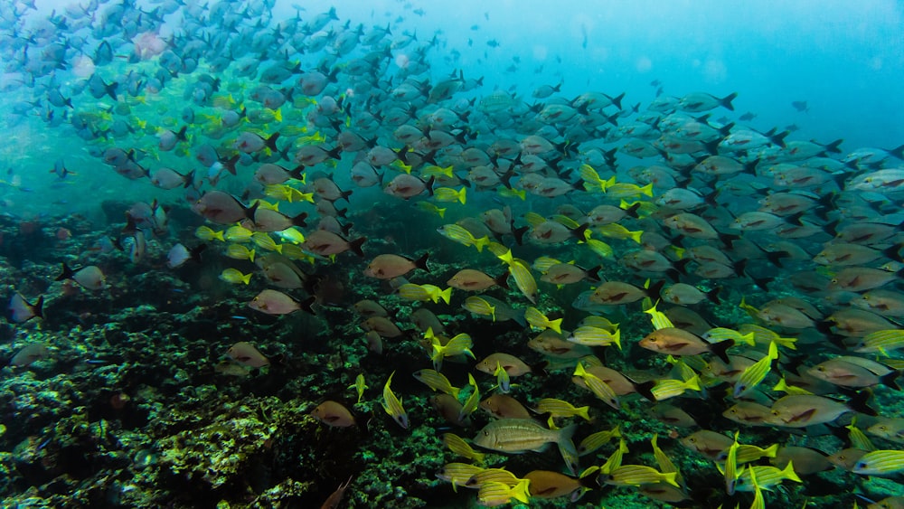 school of gray fish