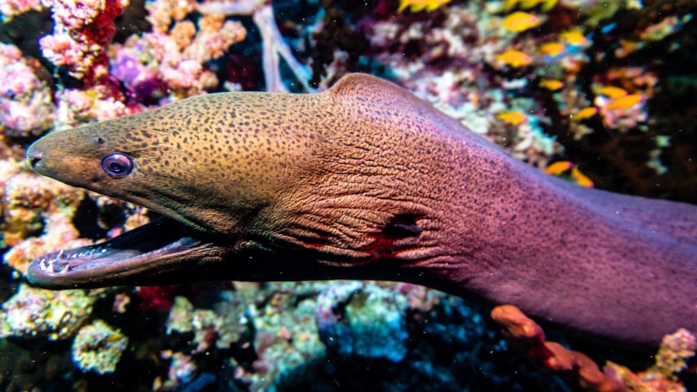 Anguila marrón sobre coral