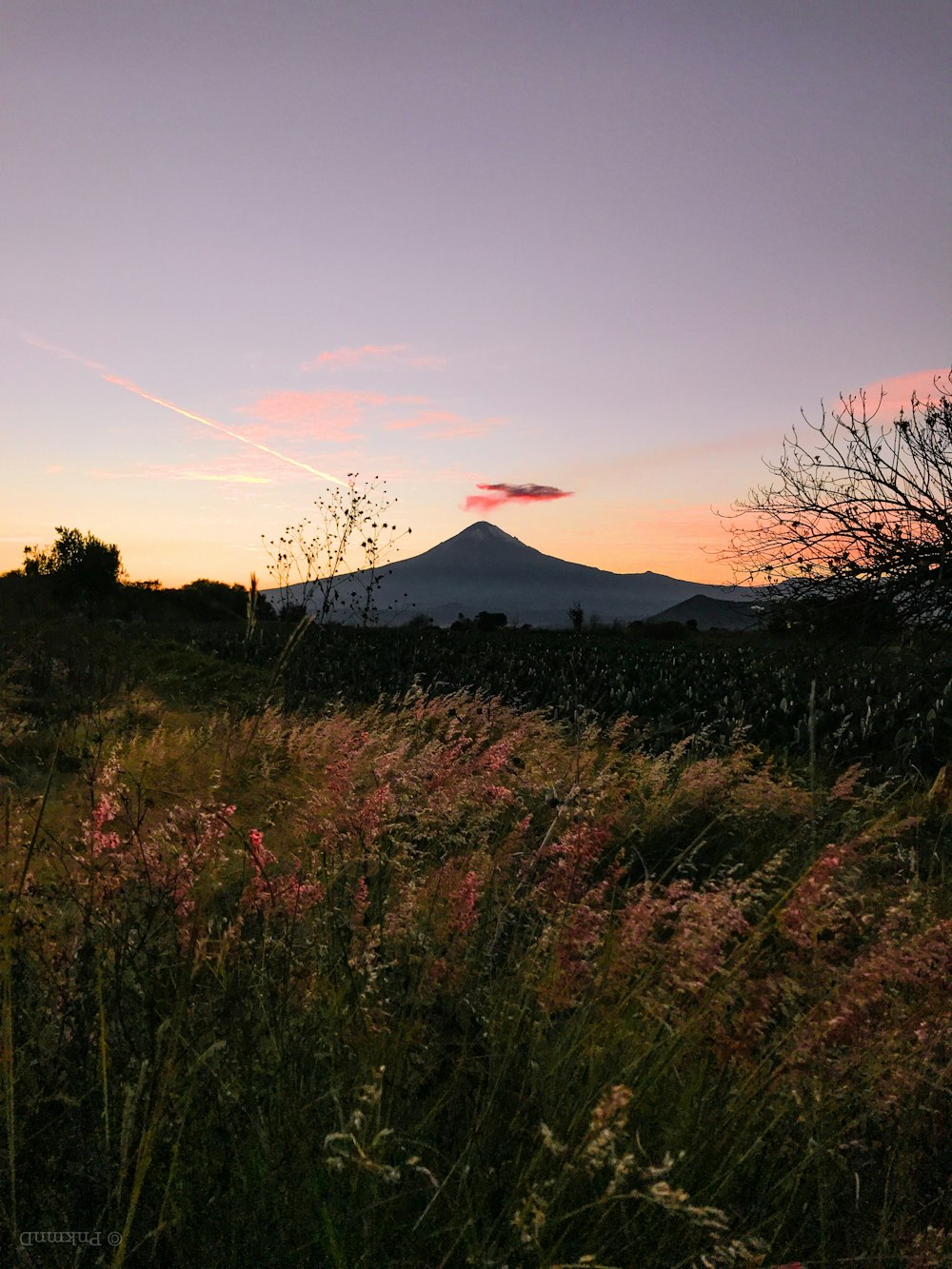 pink flowers facing volcano