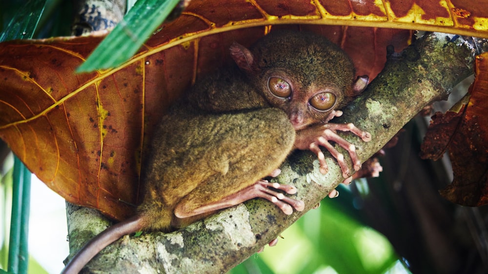 tarsier on tree