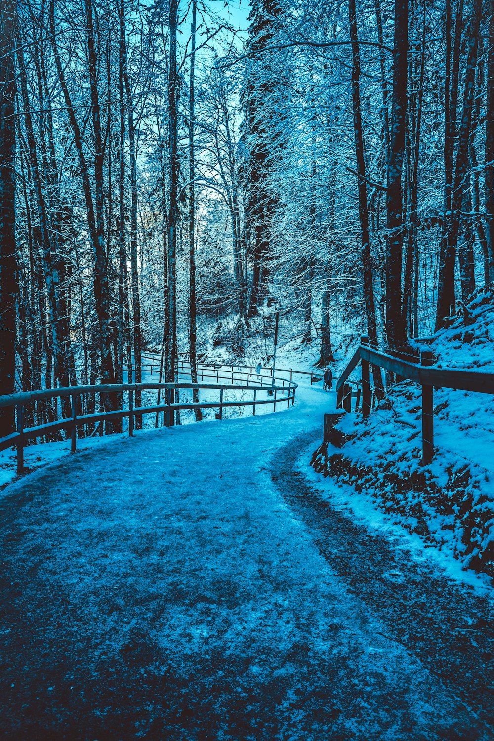 snow-covered trees androad