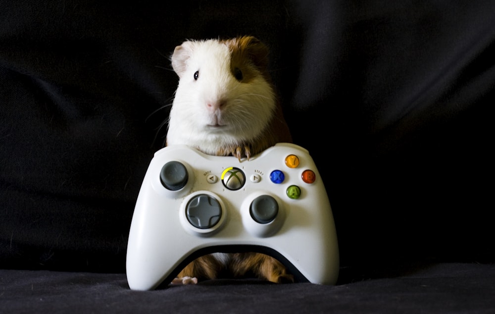 cochon d’Inde debout avec une manette Xbox 360