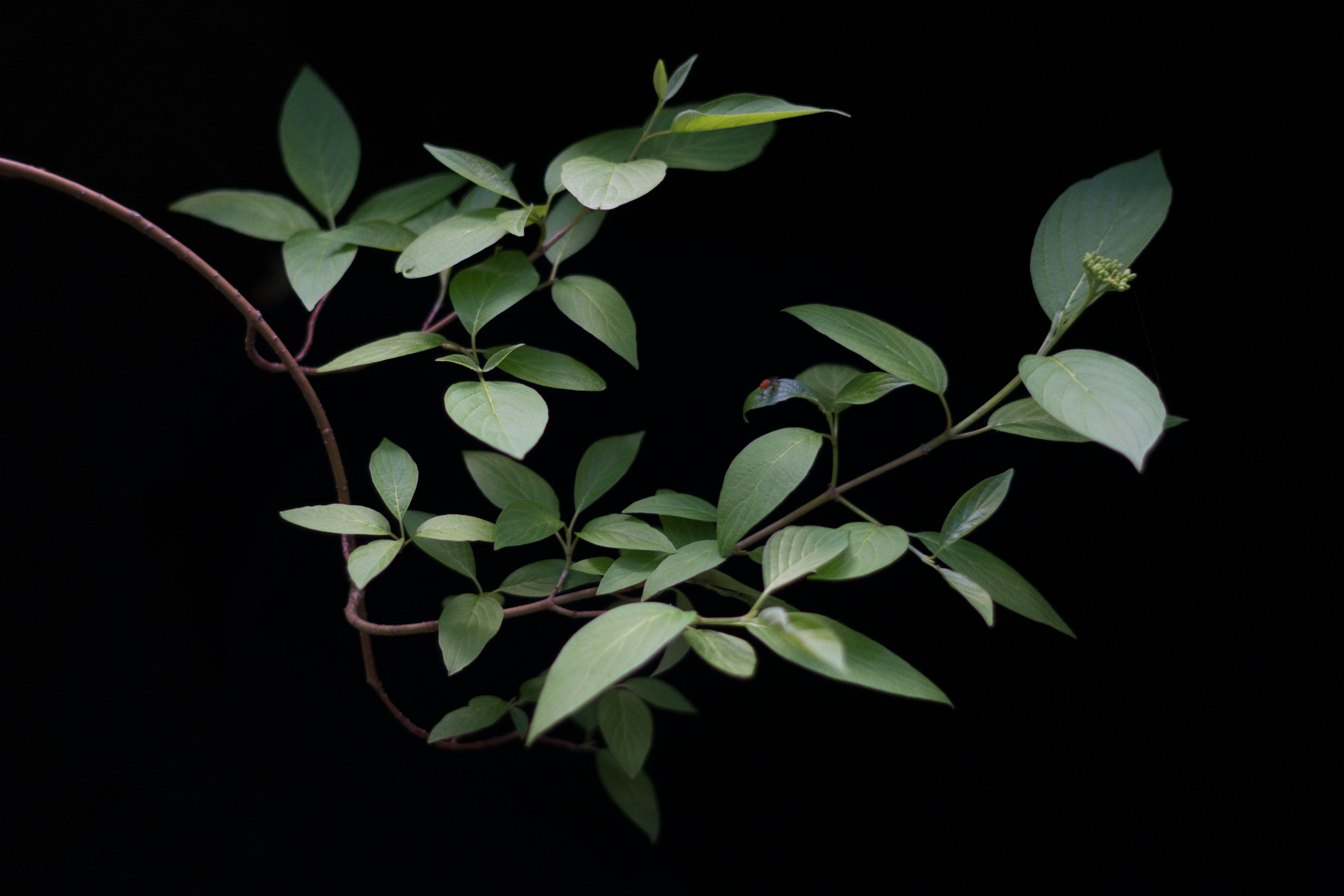 Photo by njordannewsom