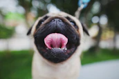 A close-up of a pug’s wrinkled face with a happy, tongue-out smile.