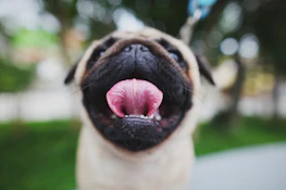 A close-up of a pug’s wrinkled face with a happy, tongue-out smile.