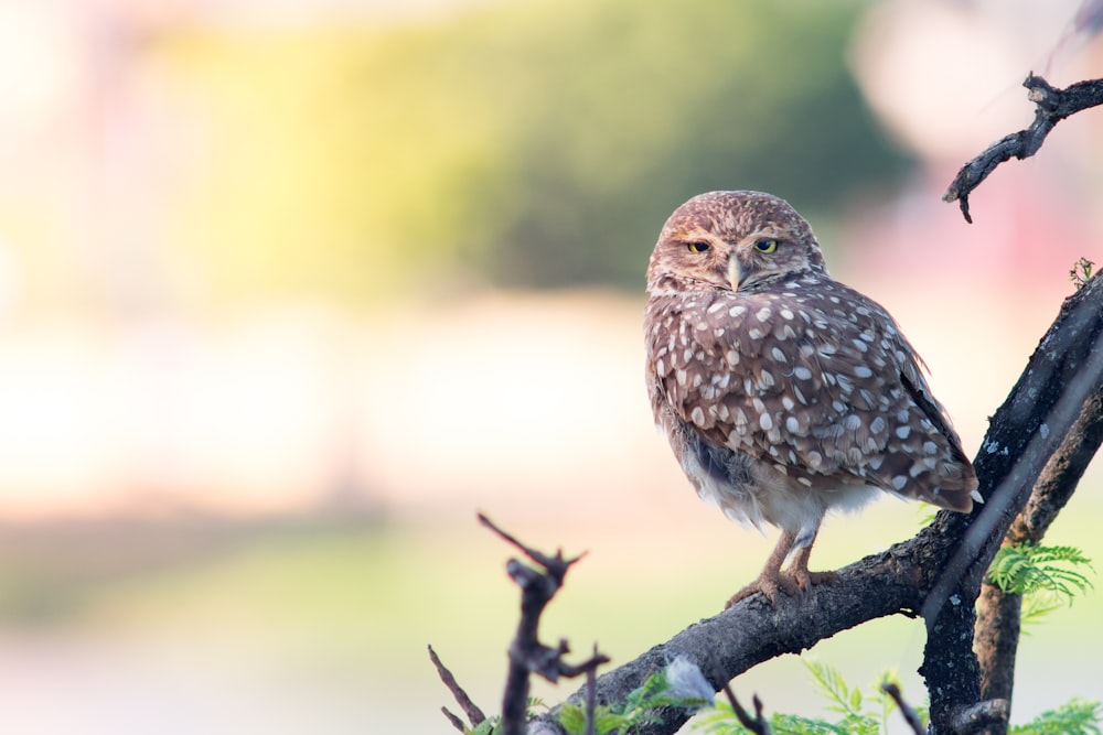 brown owl on tree branch