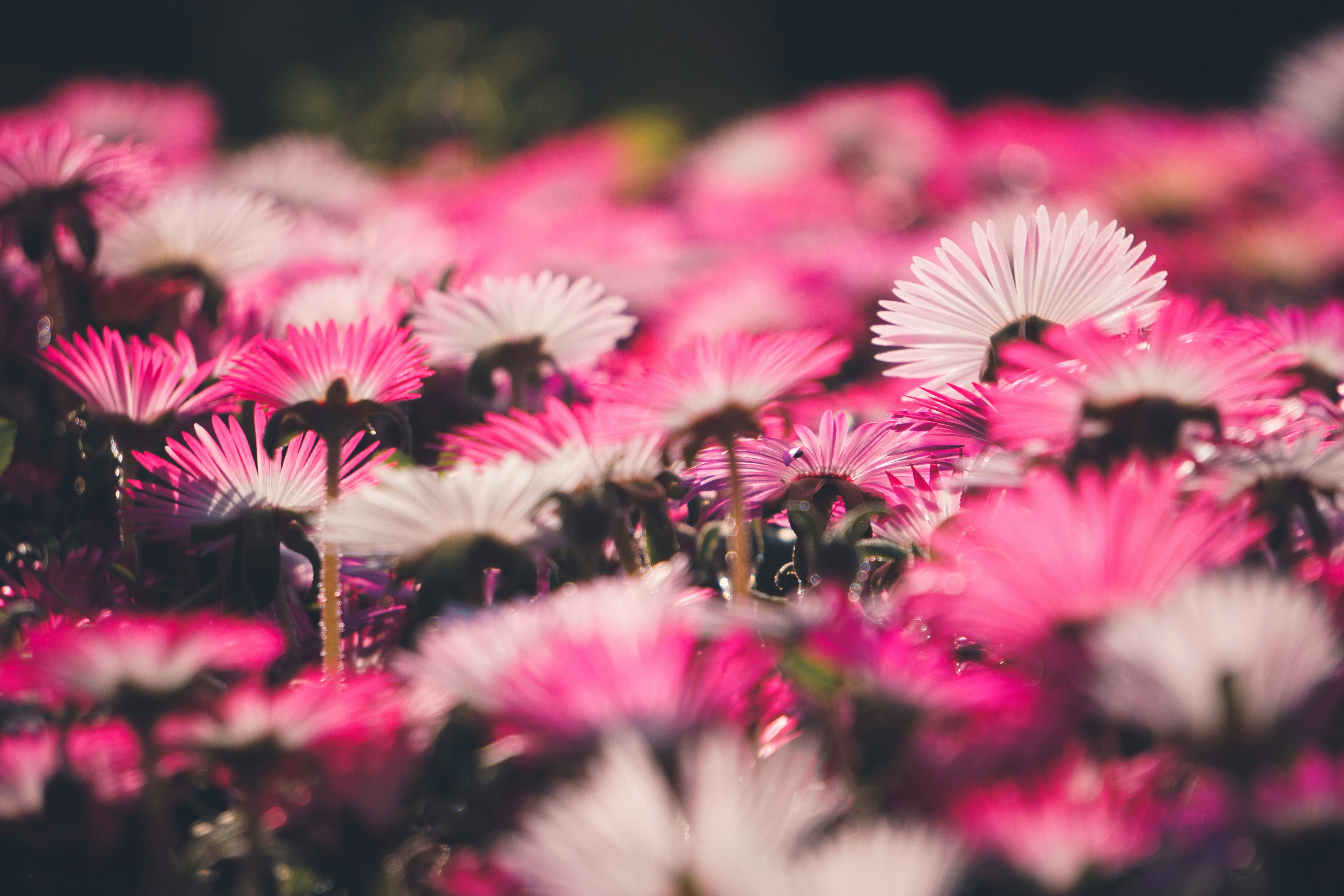 Photo by kaaaaaaaaaaartik