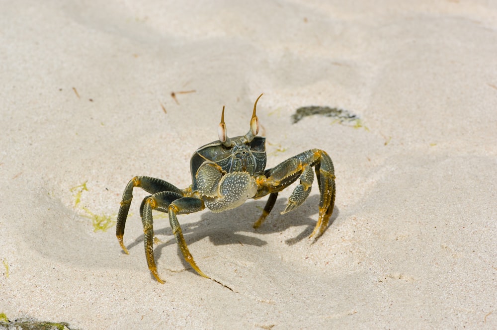 crab standing on sand