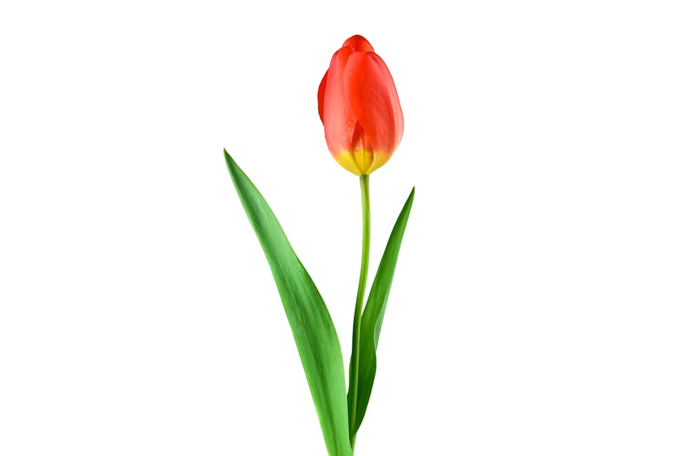 Flor de tulipanes rojos