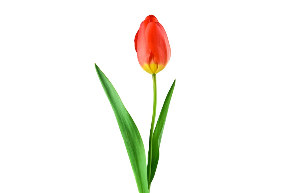 fleur de tulipes rouges