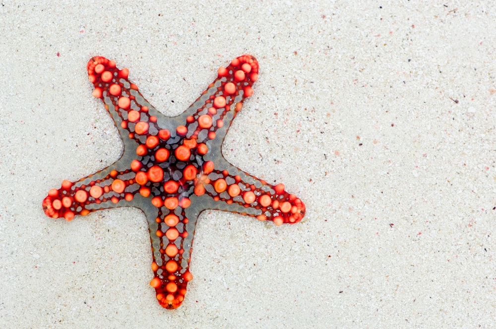 Estrella de mar en la arena