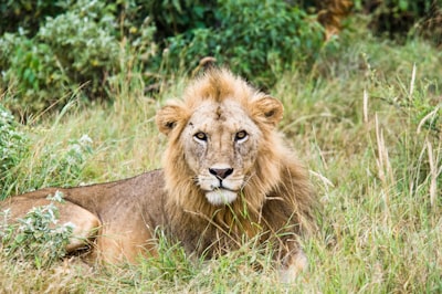 lion lying on grass land mammal google meet background