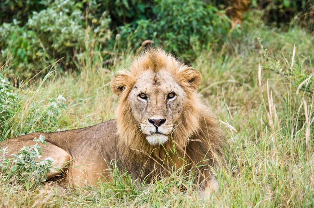 lion lying on grass land
