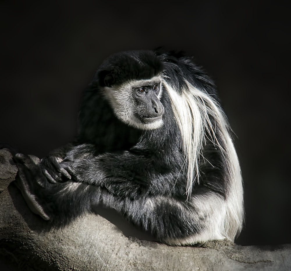 grayscale photography of monkey