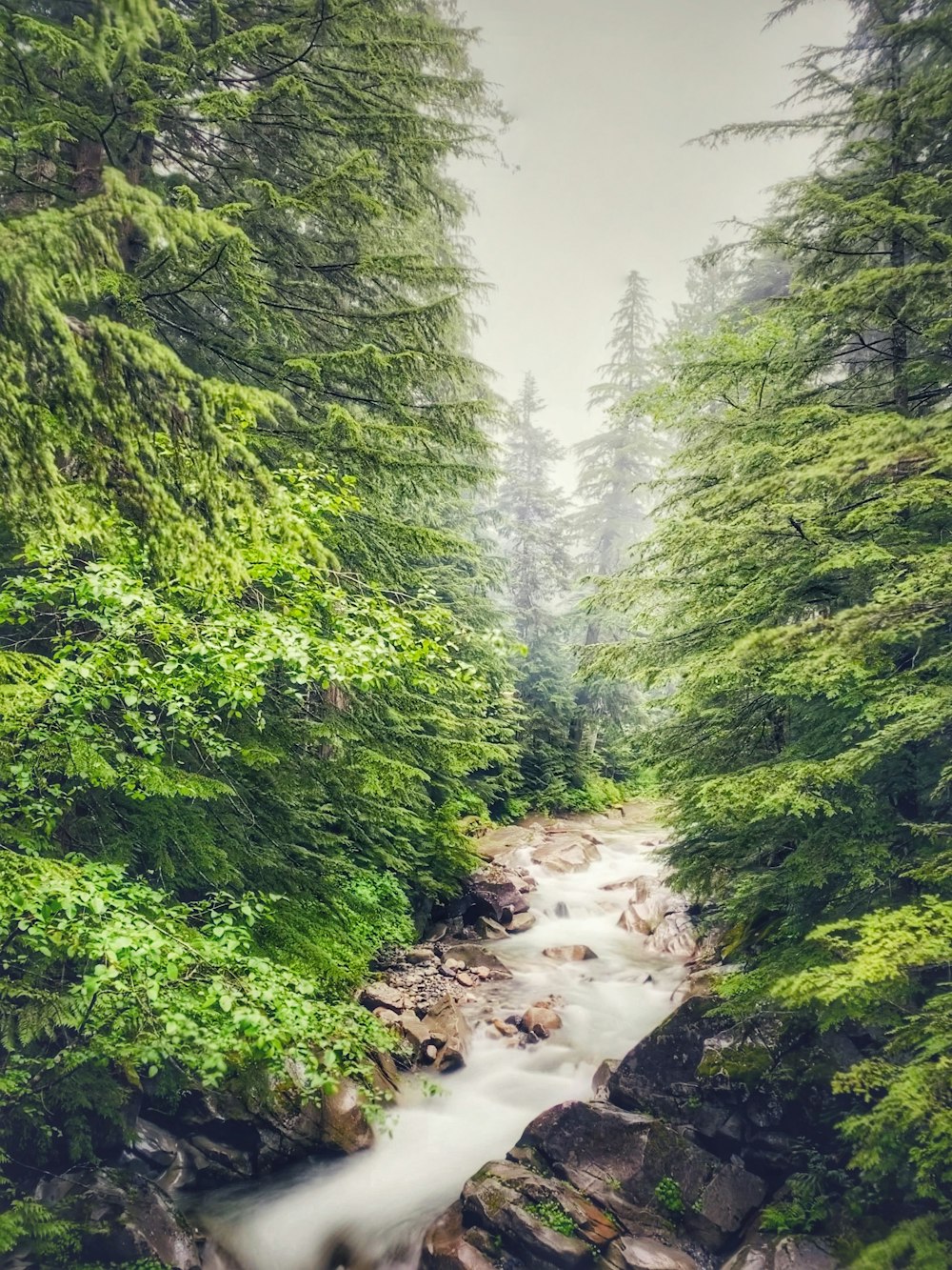 trees near crreek