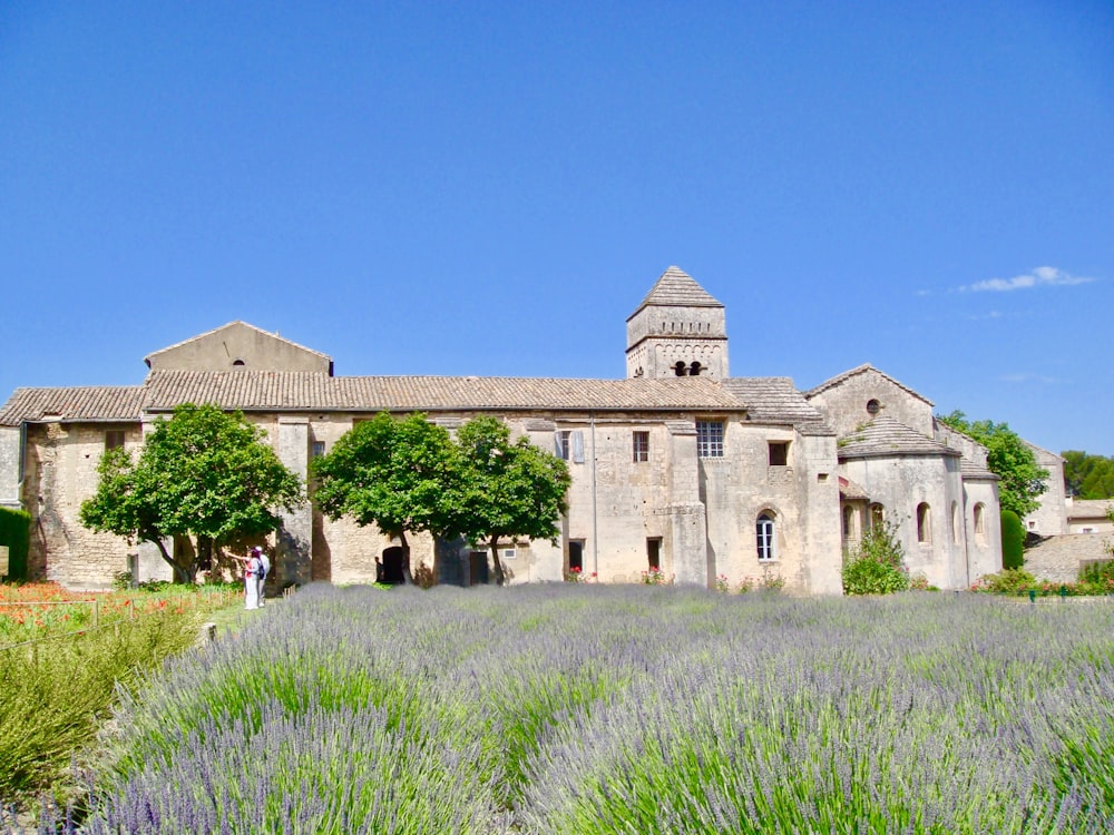 bed of lavender flowers