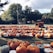 Children happily exploring a pumpkin patch during a sunny preschool field trip.
