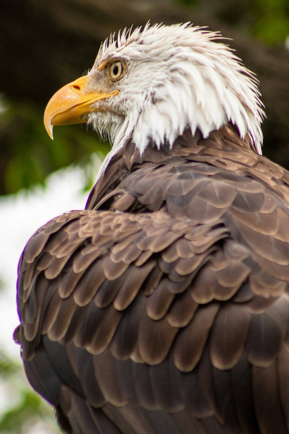 close-up photo of brown and white hawk