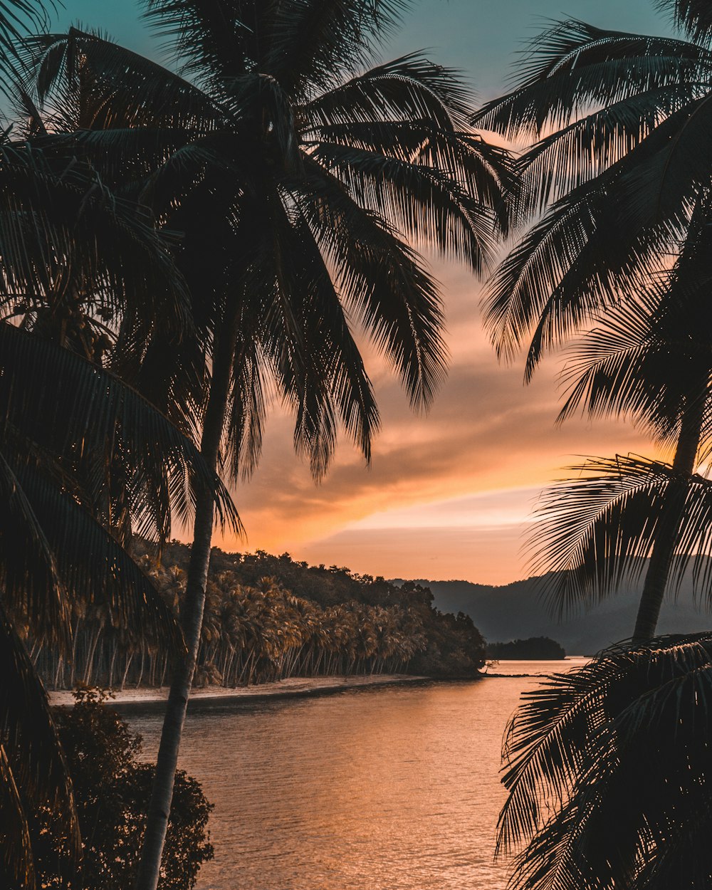 Silueta de palmera durante la hora dorada