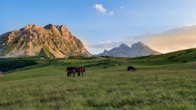 A scenic landscape featuring a lush green meadow with a few grazing horses. Majestic mountains rise in the background under a sky transitioning from blue to soft orange hues, indicating either sunrise or sunset.