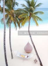 Guests enjoying a peaceful hammock under swaying palm trees at Koro Island Resort.