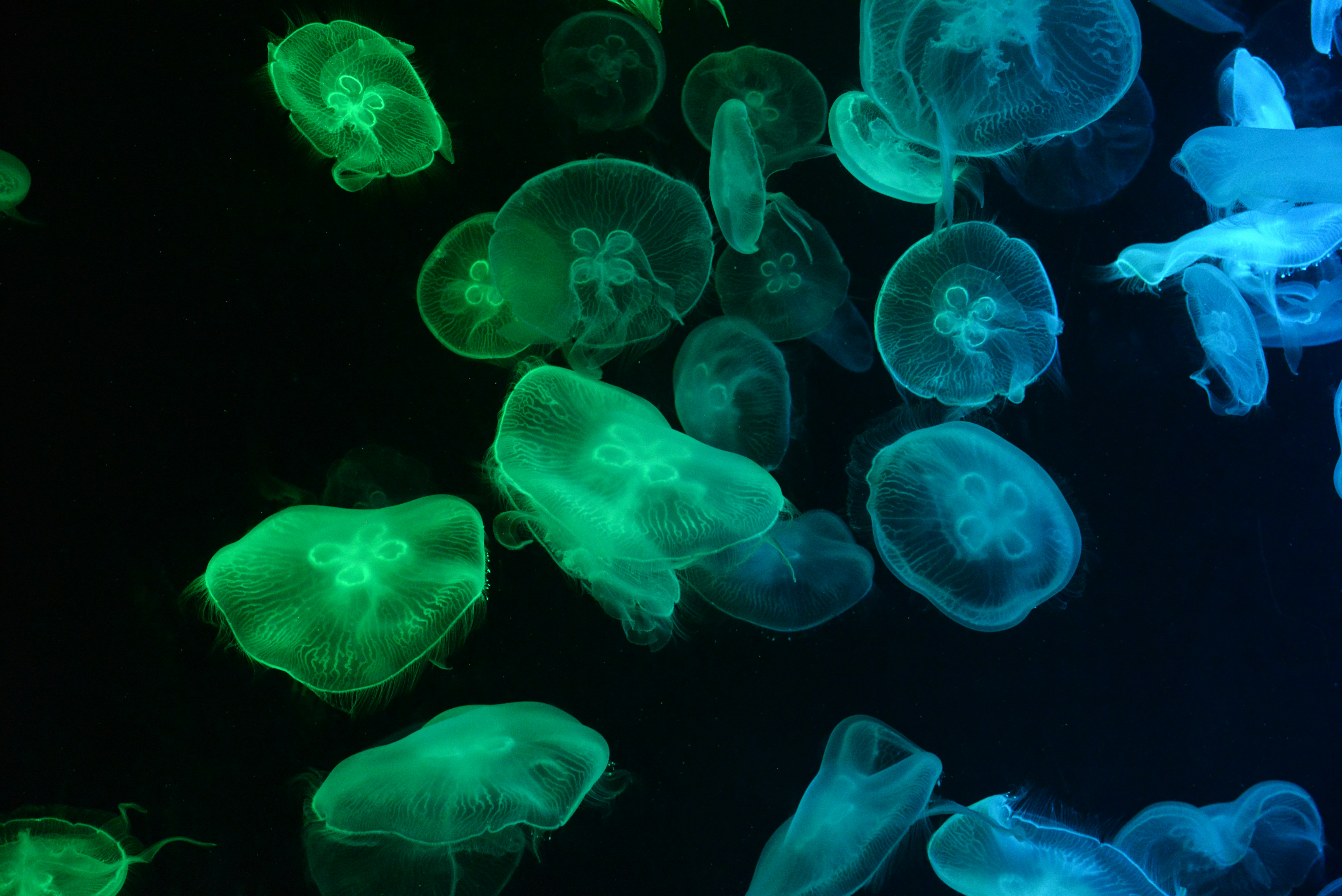 Photo by sanaulmalik