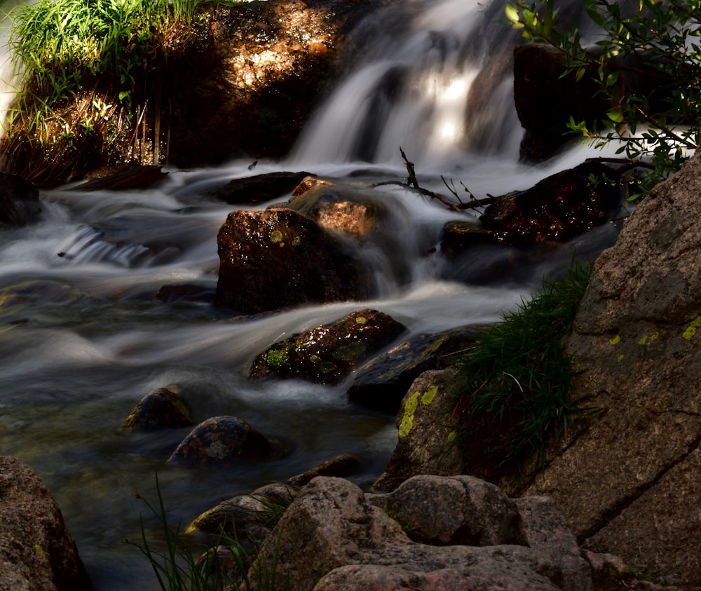 river between green plants