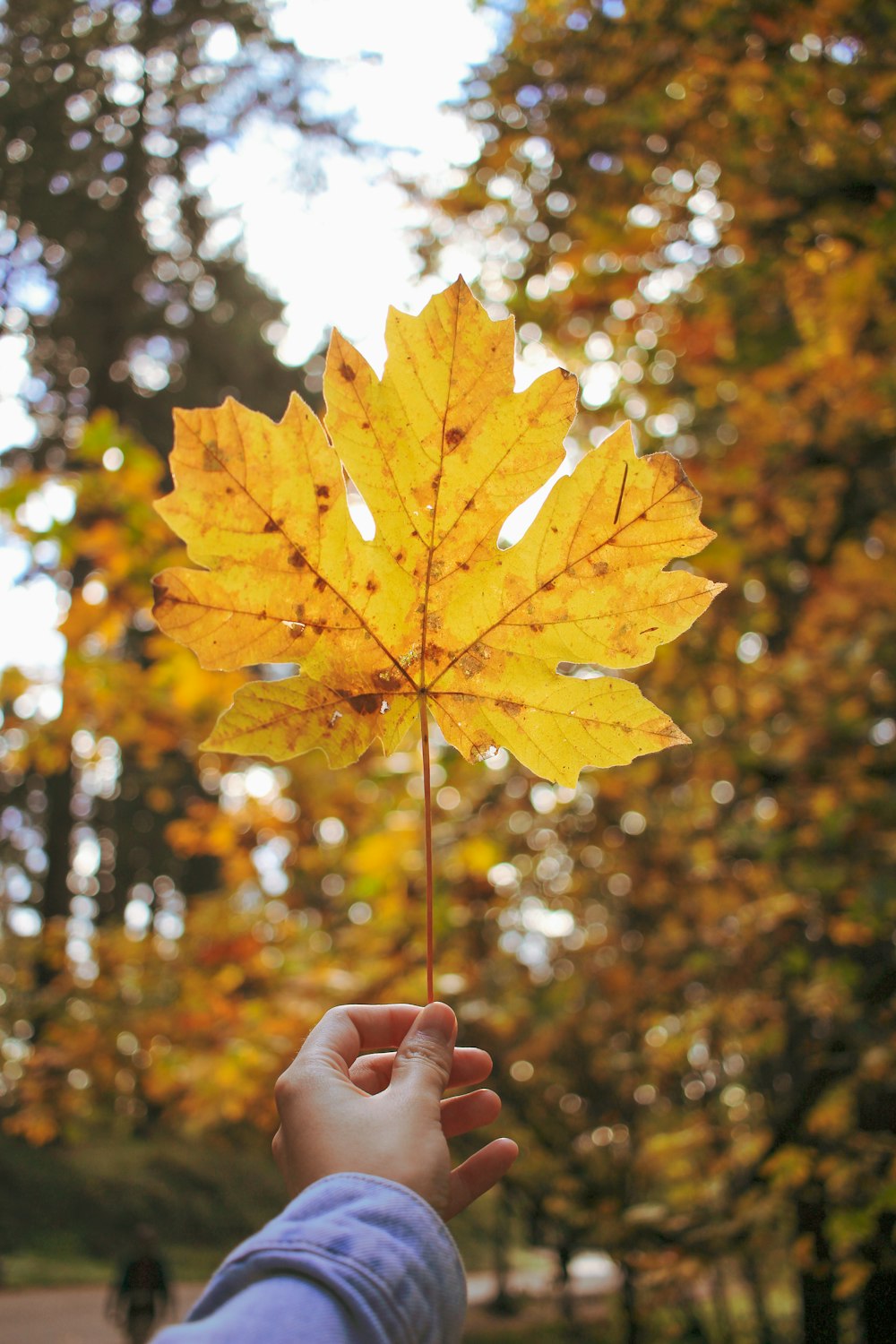 orange maple leaf