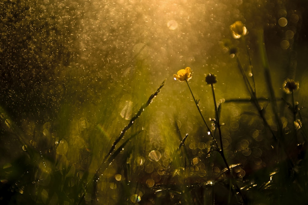 close-up photography of petaled flower