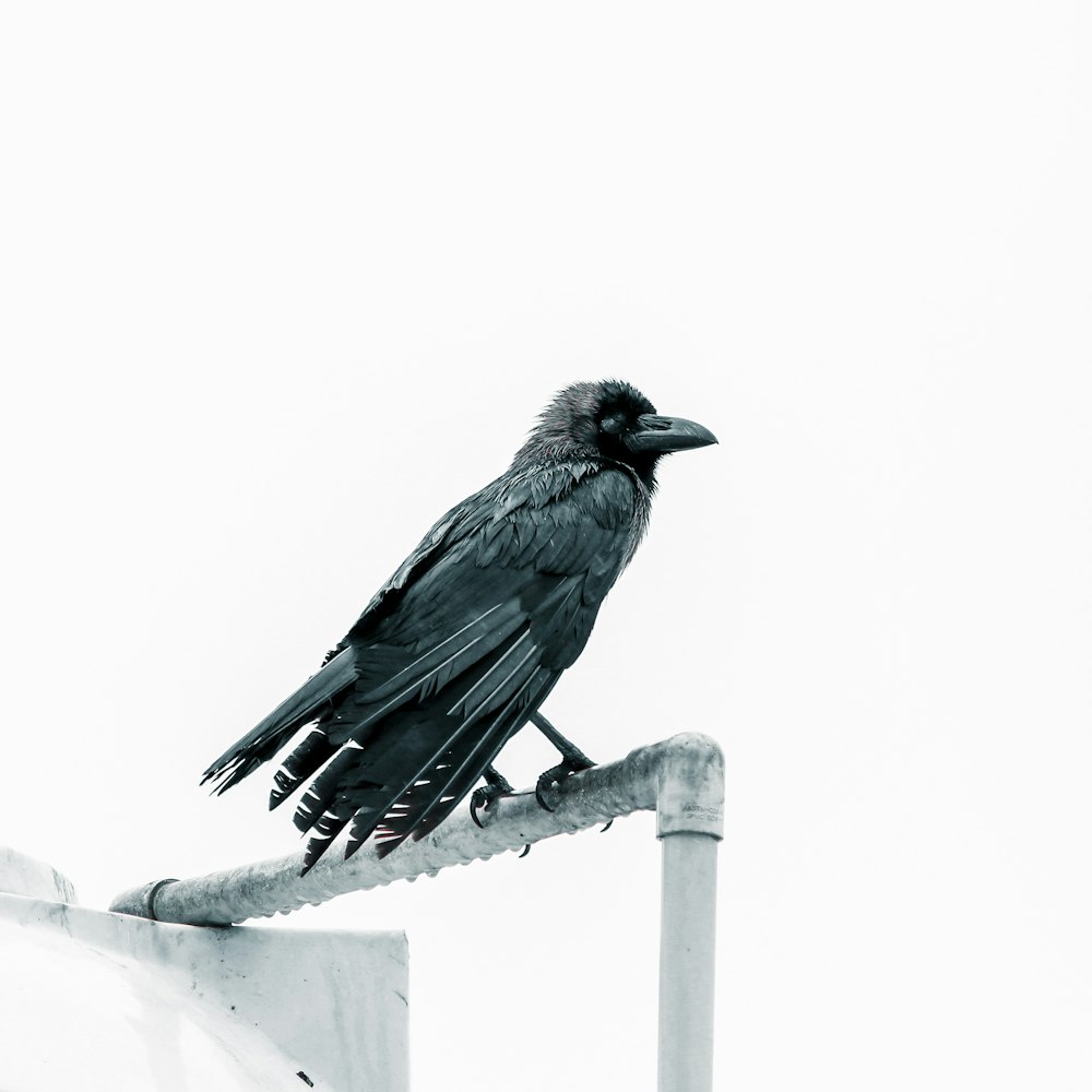 Fotografía de primer plano del cuervo negro