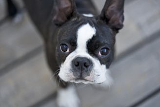 A close-up of a Boston Terrier with large, attentive eyes and prominent upright ears. The dog's coat is predominantly black with white markings on its face and chest. The background is an outdoor setting with blurred wooden planks.