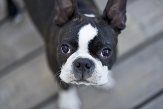 A close-up of a Boston Terrier with large, attentive eyes and prominent upright ears. The dog's coat is predominantly black with white markings on its face and chest. The background is an outdoor setting with blurred wooden planks.