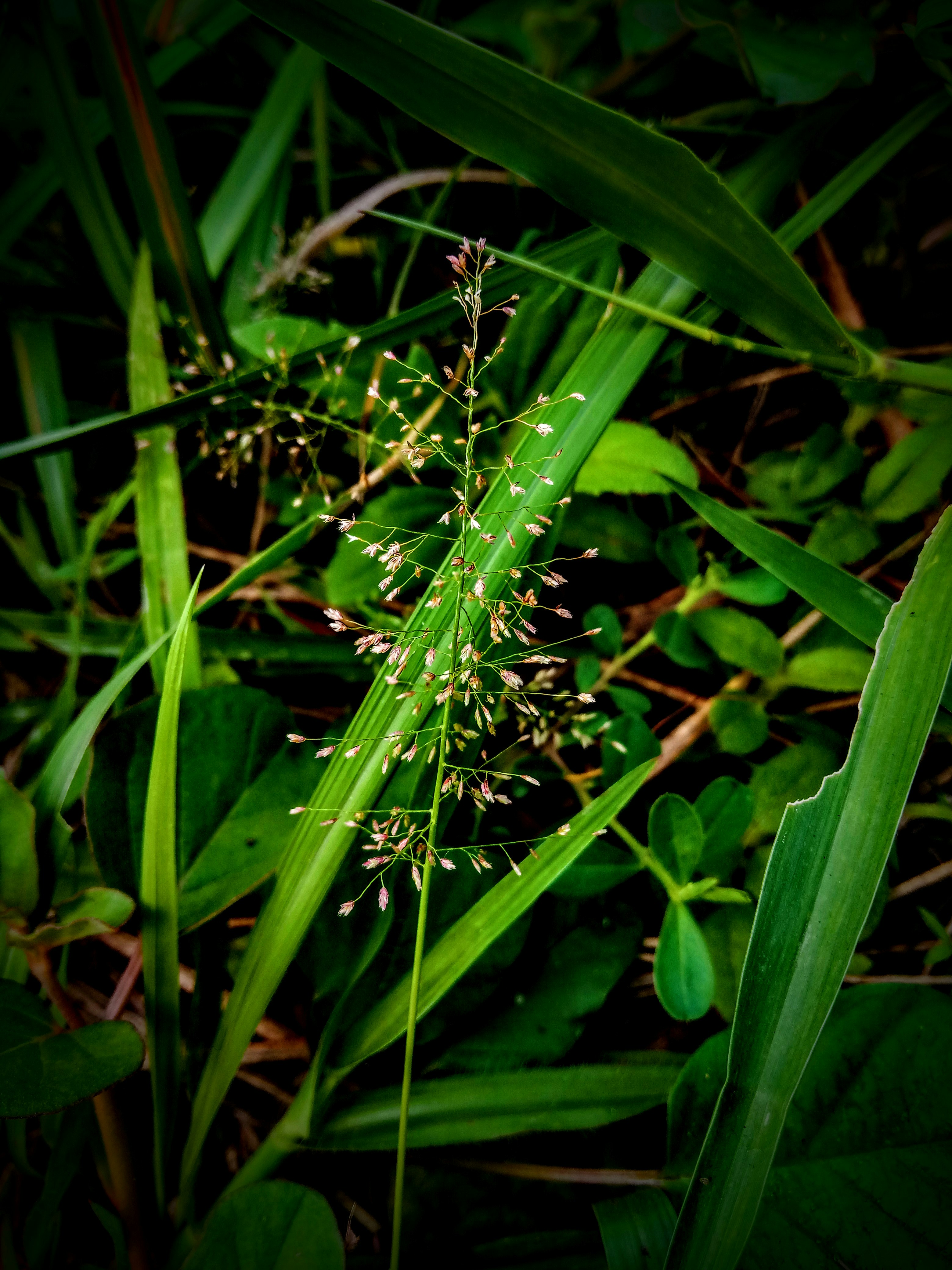 Photo by subhra_jyoti