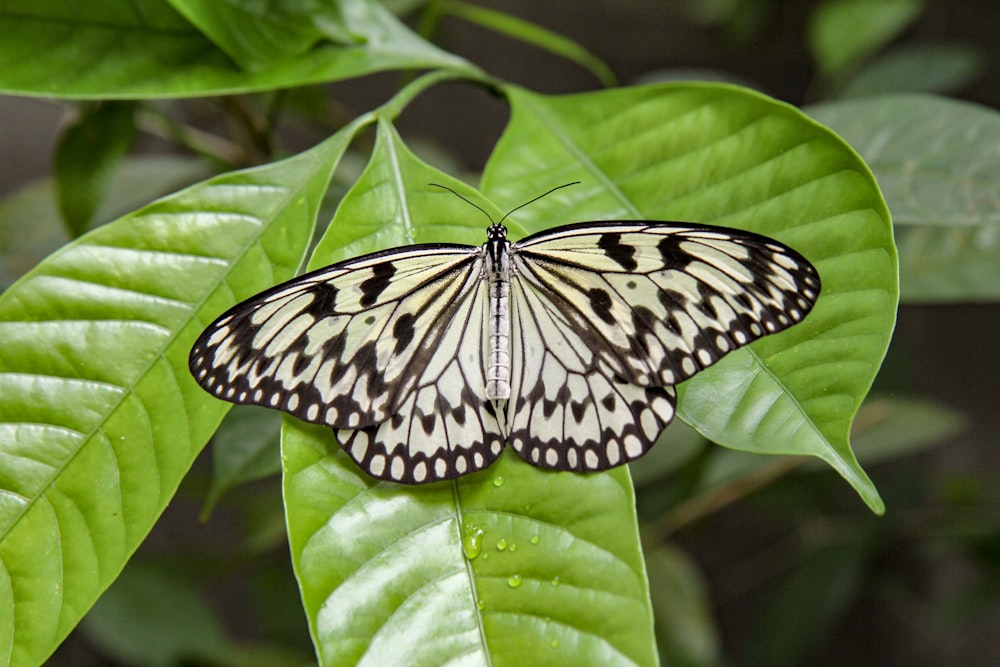 white and black butterfly on green leaf