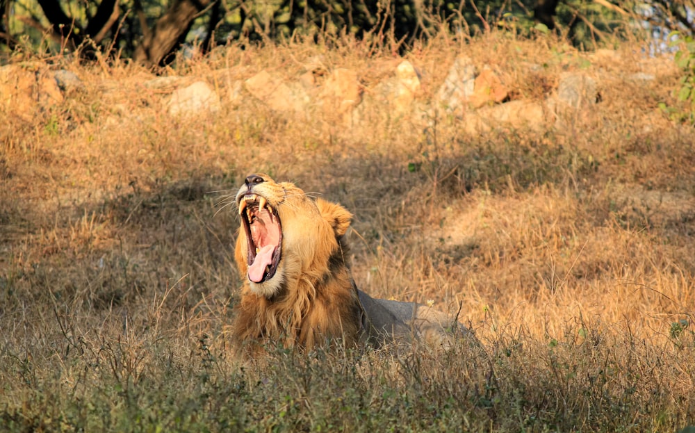 brown lion on focus photography