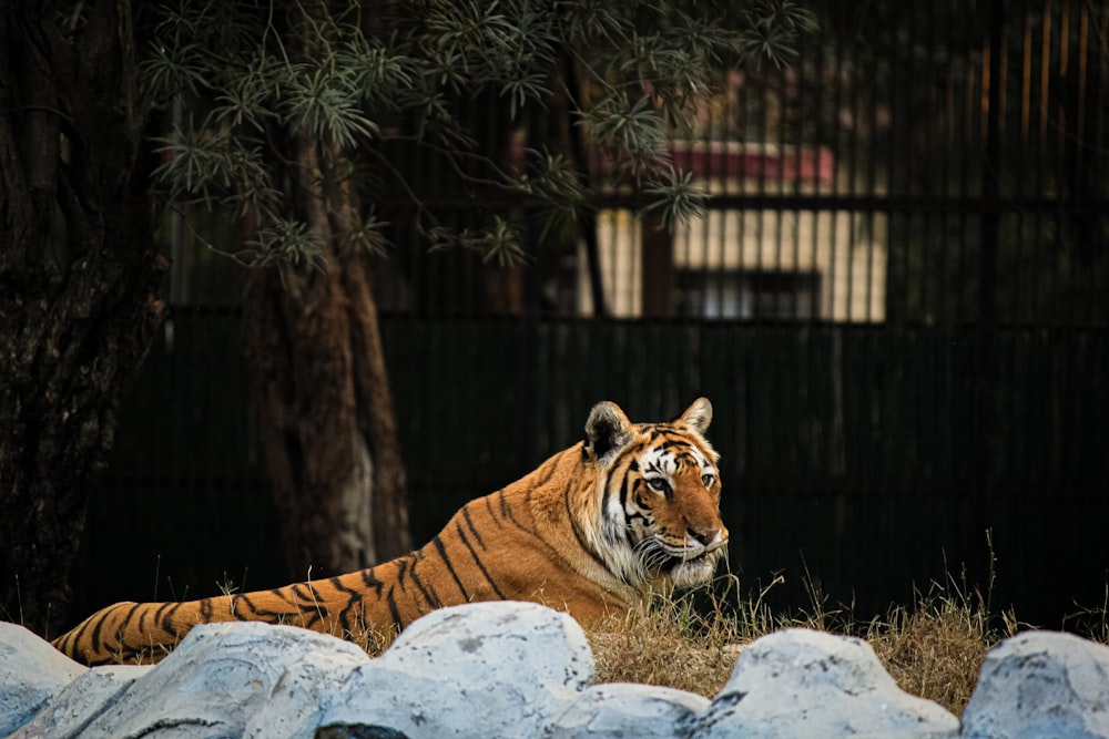 Bengal tiger lying down on a rock