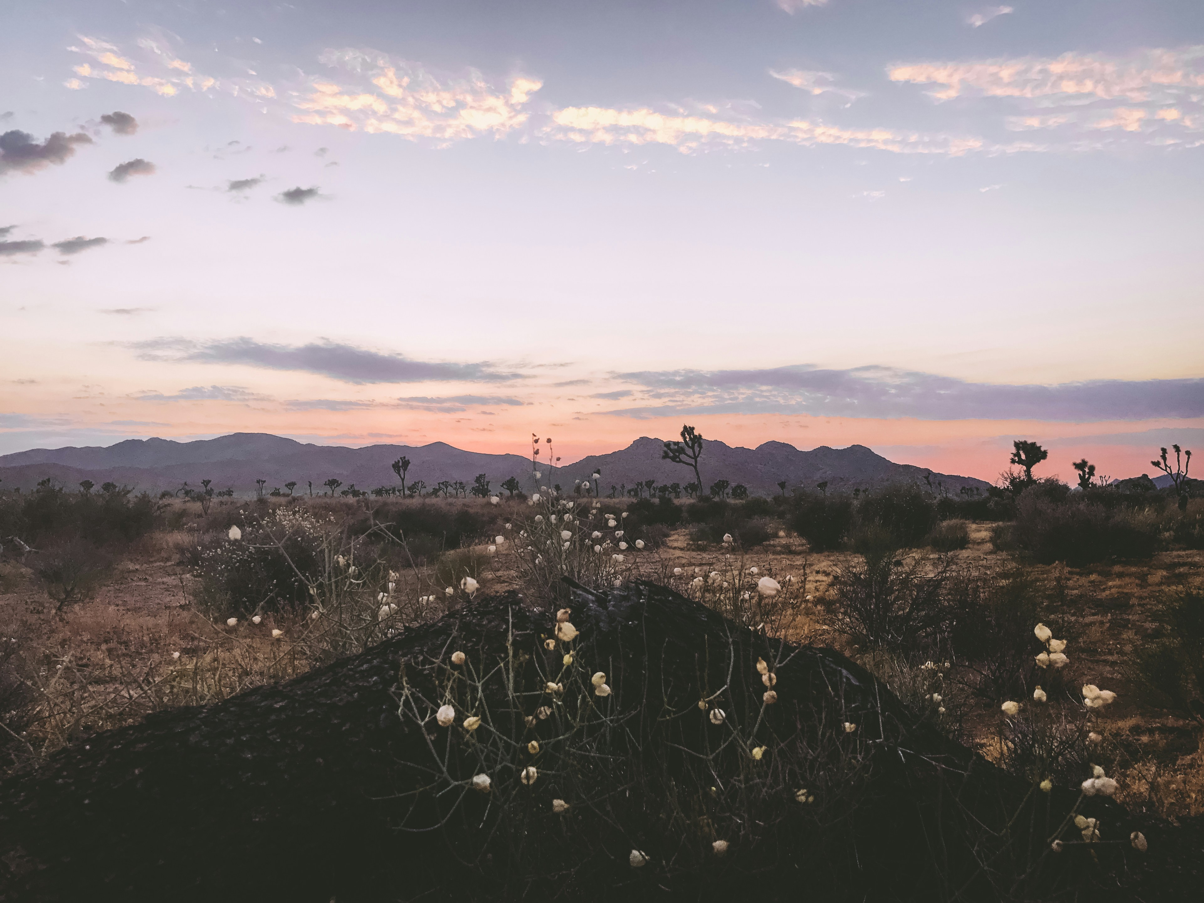 Making the Desert Bloom