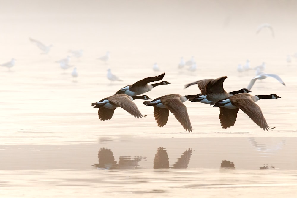 flock of mallard ducks