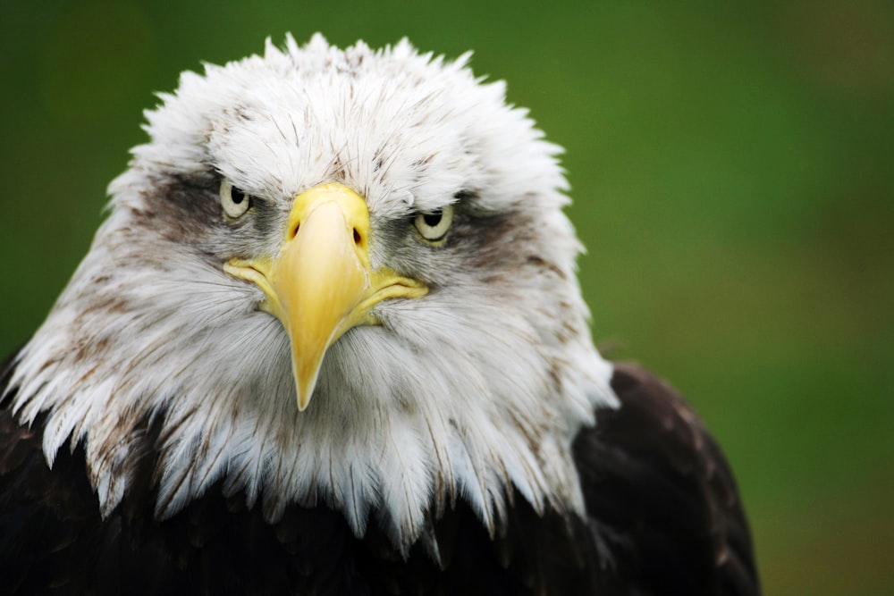 selective focus photography of eagle