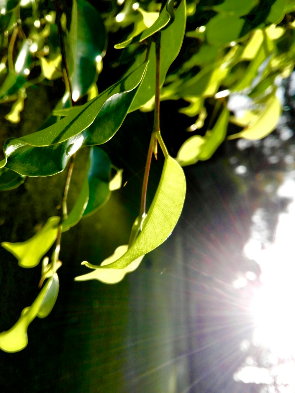 green leaf plant