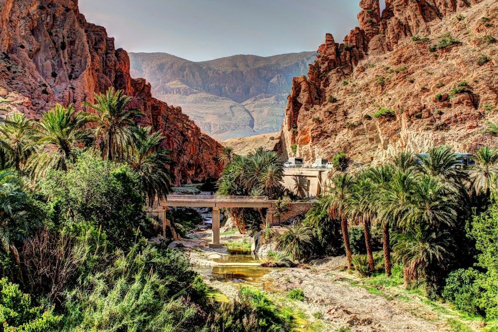 photo of palm trees and mountain