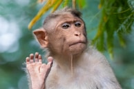 A cheerful monkey character engaging with players.
