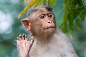 A cheerful monkey character engaging with players.