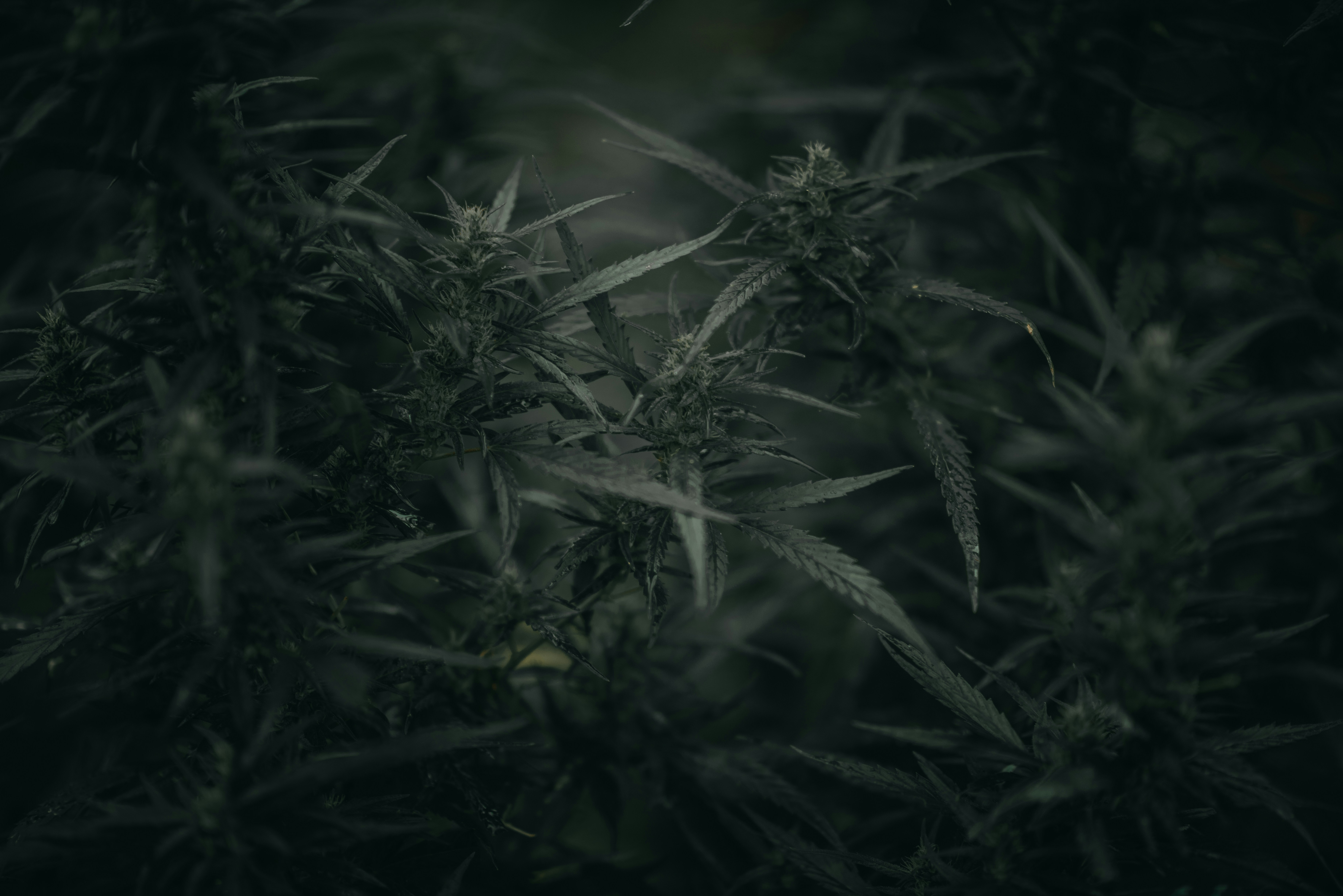 Premium cannabis plant moody lighting — UrHighness Johannesburg dispensary
