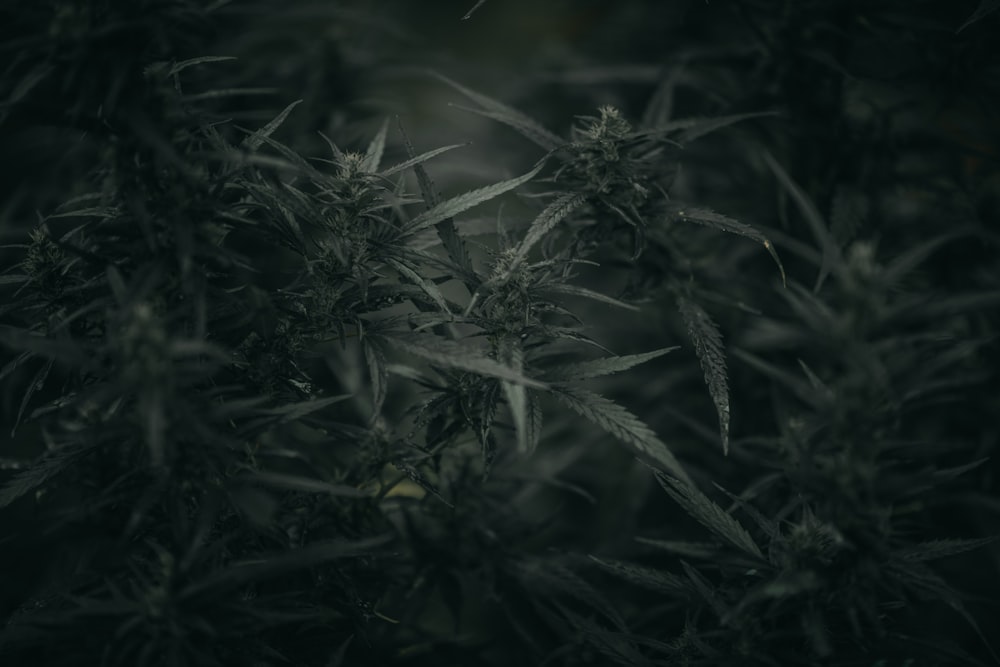 cannabis plant