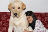 A young girl with long dark hair is snuggling up close to a large Labrador dog. They are sitting on a red patterned couch. The girl appears content and has her eyes closed with a gentle smile, as she embraces the dog. The dog is looking directly at the camera with a calm expression.