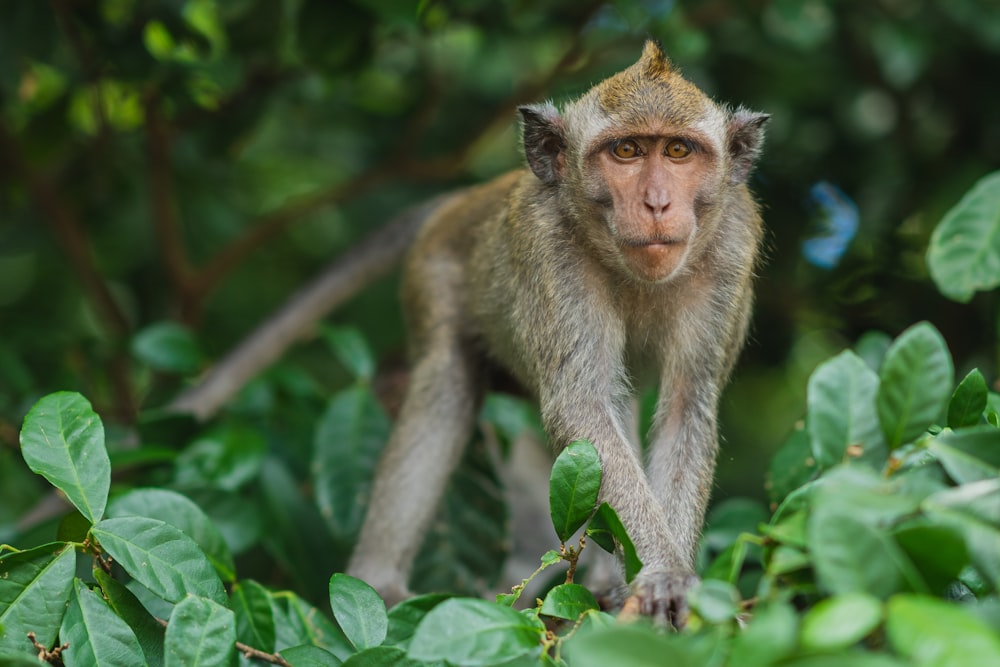 gray monkey on gree plant