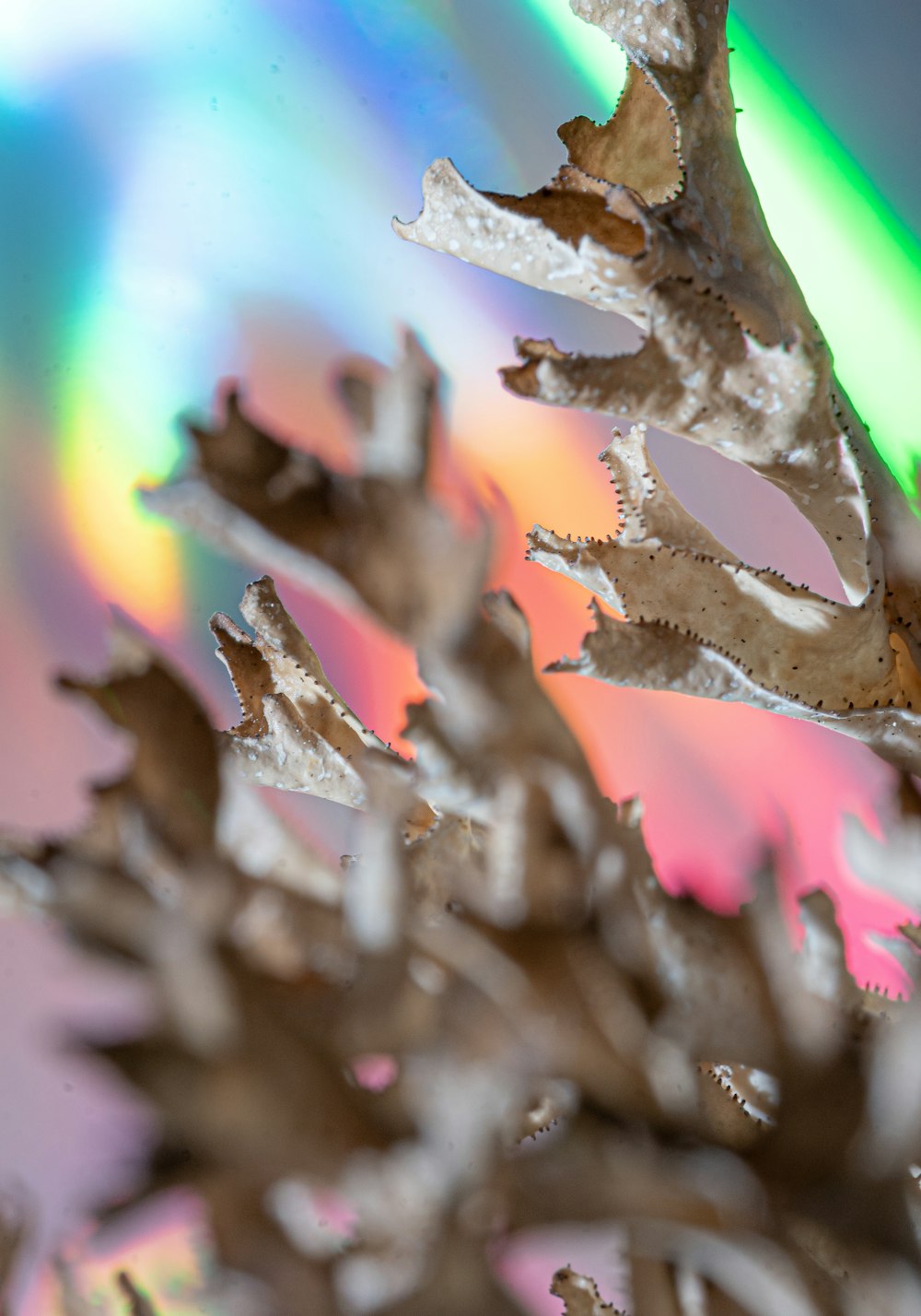 a close up of a plant with a rainbow in the background