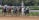 Five jockeys in colorful uniforms race horses around a dirt track with trees and stadium barriers in the background. The scene is dynamic, with dust rising from the ground as the horses gallop.
